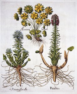 Butterburs ja Winter Aconite, Hortus Eystettensis, kirjoittanut Basil Besler (1561-1629), pub. 1613 (käsinvärinen kaiverrus) tekijältä German School