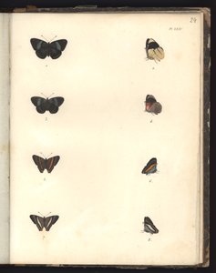 Butterflies, Pl. XXIV, kuva eläintieteen ja vertailevan anatomian havainnointikokoelmasta, tehty Atlantin valtamerellä, uuden mantereen sisäosissa ja Etelämerellä vuoden aikana tekijältä German School