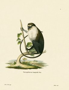 Campbellin Mona Monkey tekijältä German School