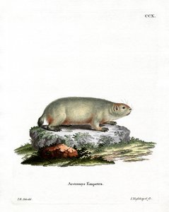 Canadian Marmot (värillinen kaiverrus) tekijältä German School