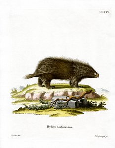 Canadian Porcupine (värillinen kaiverrus) tekijältä German School
