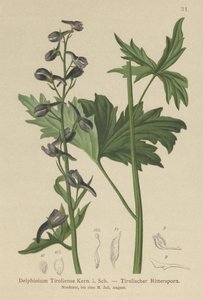 Kynttilänkynttilä (Delphinium elatum, Delphinium tiroliense) tekijältä German School
