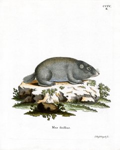 Cape Dune Mole Rat (värillinen kaiverrus) tekijältä German School