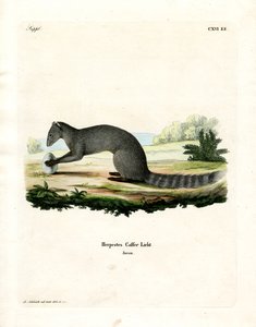 Cape Grey Mongoose (värillinen kaiverrus) tekijältä German School