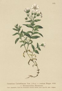 Kärntenin hiirikorva (Cerastium Carinthiacum, Cerastium ovatum) tekijältä German School