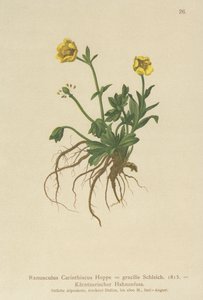 Kärntenin leinikki (Ranunculus Carinthiacus, Ranunculus gracilis) tekijältä German School