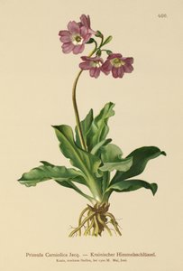 Esikoinen (Primula Carniolica) tekijältä German School