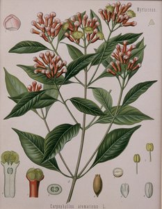 Caryophyllus Aromaticus (neilikka) tekijältä German School
