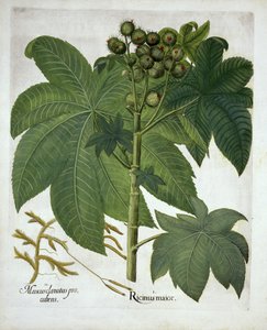 Risiiniöljytehdas, Hortus Eystettensis, Basil Besler (1561-1629) pub. 1613 tekijältä German School