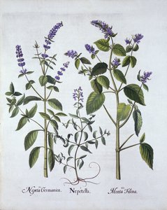 Catmintand Catnip, Hortus Eystettensis, kirjoittanut Basil Besler (1561-1629), pub. 1613 (käsinvärinen kaiverrus) tekijältä German School