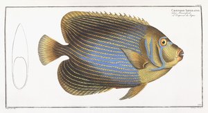 Chaetodon Imperator tekijältä German School