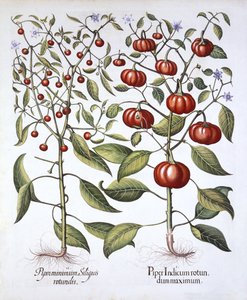 Chili Pepper [Nightshade Family], Hortus Eystettensis, kirjoittanut Basil Besler (1561-1629), pub. 1613 (käsinvärinen kaiverrus) tekijältä German School