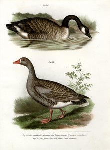 Kiinan hanhi, 1864 tekijältä German School