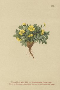 Cinquefoil (Potentilla frigid, Potentilla glacialis, Potentilla helvetica) tekijältä German School
