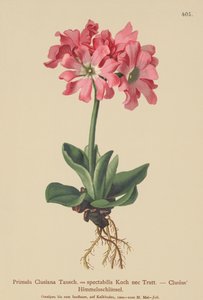 Clusiana Primrose (Primula Clusiana, Primula spectabilis) tekijältä German School