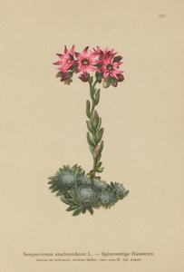 Hämähäkinseittipuskuri (Sempervivum arachnoideum, Sedum arachnoideum, Sempervivum sanguineum) tekijältä German School