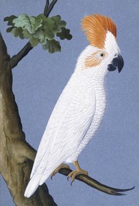 Kakadu, 1750-1800 tekijältä German School