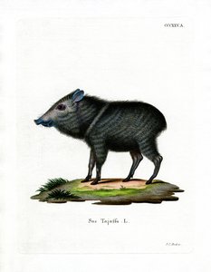 Collared Peccary (värillinen kaiverrus) tekijältä German School