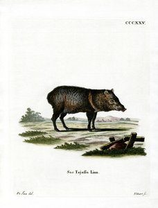 Kaulus Peccary tekijältä German School