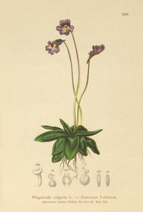 Tavallinen voikuisma (Pinguicula vulgaris) tekijältä German School