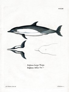 Common Dolphin (värillinen kaiverrus) tekijältä German School