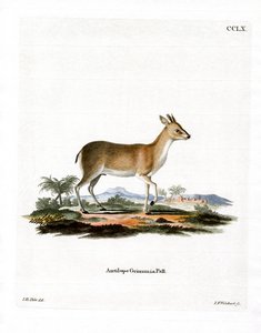 Common Duiker (värillinen kaiverrus) tekijältä German School