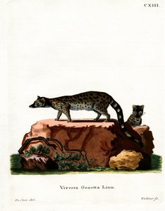 Common Genet (värillinen kaiverrus) tekijältä German School