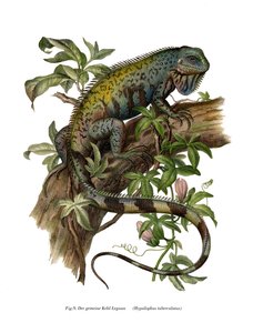 Tavallinen Iguana (väri litho) tekijältä German School