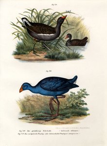 Common Moorhen, 1864 tekijältä German School