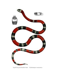 Common Neckband Snake (väri litho) tekijältä German School