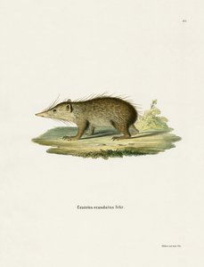 Common Tenrec (värillinen kaiverrus) tekijältä German School