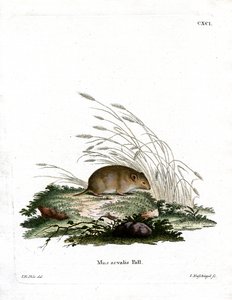 Common Vole (värillinen kaiverrus) tekijältä German School