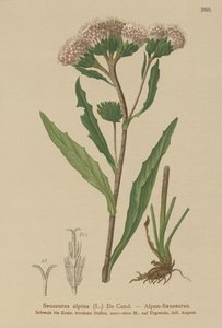 Tavallinen vierre (Saussurea alpina) tekijältä German School