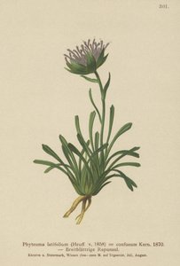 Hämmentynyt rampioni (Phyteuma confusum, Phyteuma latifolium, Phyteuma hemisphaericum tekijältä German School