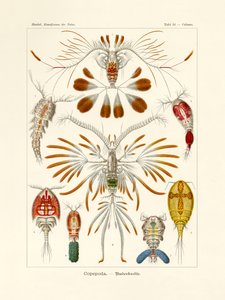 Copepoda, 1899-1904 tekijältä German School