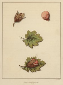 Käsityöt (väri litho) tekijältä German School
