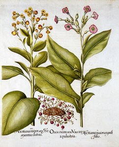 Karpalo ja kukkiva tupakka, Hortus Eystettensis, Basil Besler (1561-1629), pub. 1613 (käsinvärinen kaiverrus) tekijältä German School