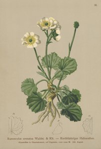 Varisjalka (Ranunculus crenatus) tekijältä German School