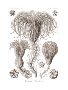 Crinoidea, 1899-1904 tekijältä German School