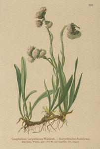 Cudweed (Gnaphalium Carpathicum) tekijältä German School