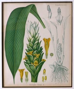 Curcuma longa (kurkuma) Franz Eugen Kohlerin Kohlers Medicinal Plantsilta tekijältä German School