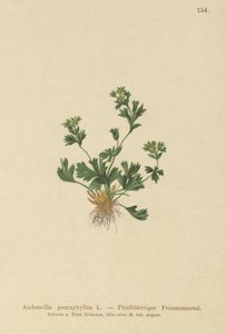 Leikattu lehtivaippa (Alchemilla pentaphyllea) tekijältä German School