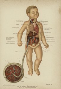 Cutaway-kaavio, joka esittää vastasyntyneen vauvan sisäelimiä ja sen napanuoraa (väri litho) tekijältä German School