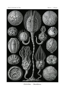 Cystoidea, 1899-1904 tekijältä German School