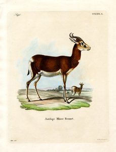 Dama Gazelle (värillinen kaiverrus) tekijältä German School