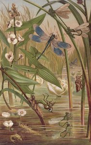 Damselfly Hatching, levy Brehm