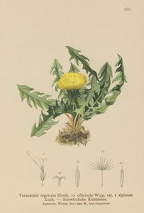 Voikukka (Taraxacum nigricans, Taraxacum officinale var. Alpinum) tekijältä German School