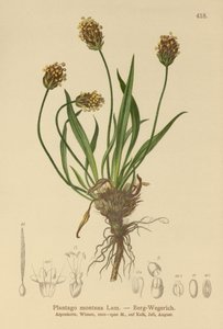 Dark Plantain (Plantago atrata, Plantago montana) tekijältä German School