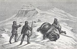 Death of the Musk Ox, pub. Lontoo 1874 tekijältä German School
