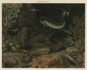 Syvänmeren eläimistö (väri litho) tekijältä German School
